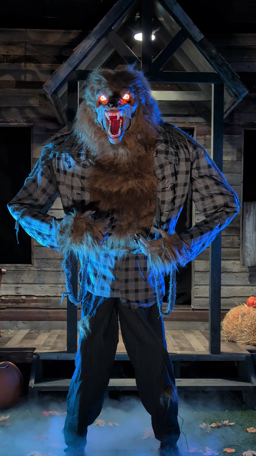 Unleash the terror of the full moon with this 7FT Howling Werewolf Animatronic Halloween Decoration! Towering over guests with glowing eyes, snarling fangs, and bone-chilling howls, this beast is ready to transform your haunted scene into a nightmare. Beware—once he’s on the prowl, there’s no escaping his eerie presence!